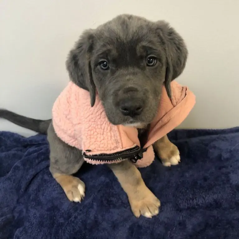 A puppy wearing a sweater sitting on top of a bed.