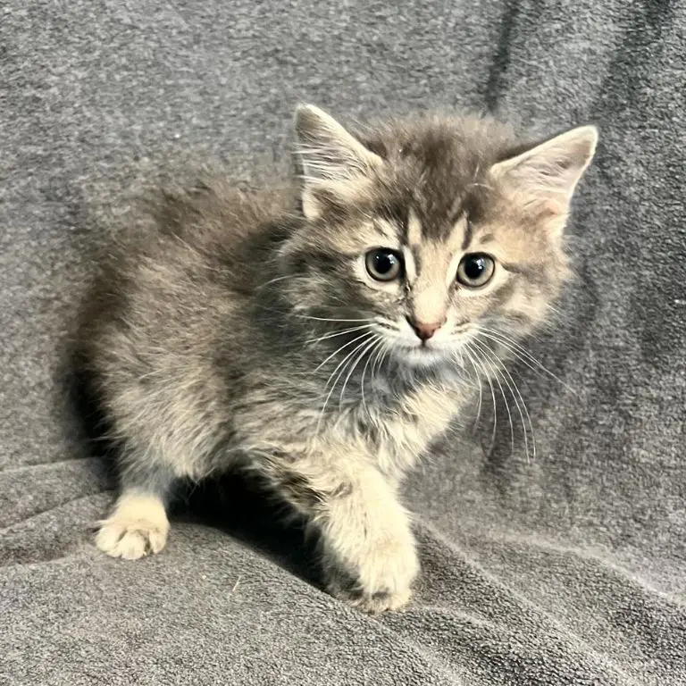 A kitten is sitting on the blanket and looking at the camera.