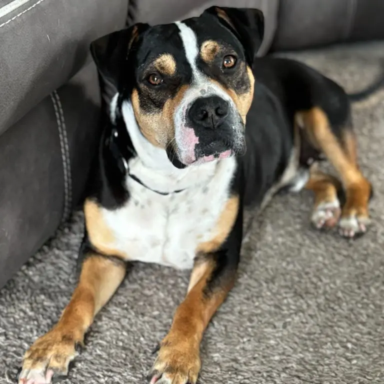 A dog laying on the ground next to a couch.