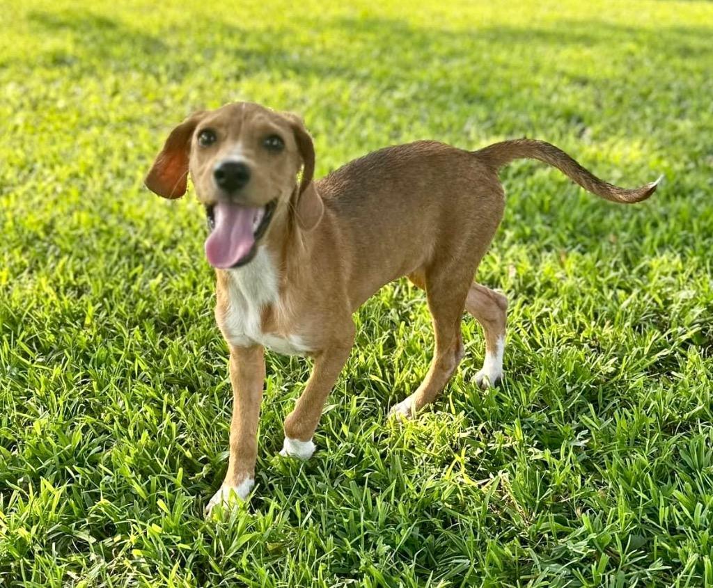 A brown and white dog standing in the grass.