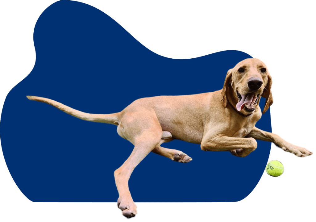Pet Adoption | Adoption First Animal Rescue