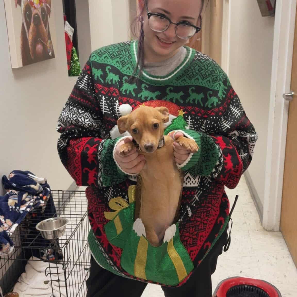 Person holding puppy in festive sweater.