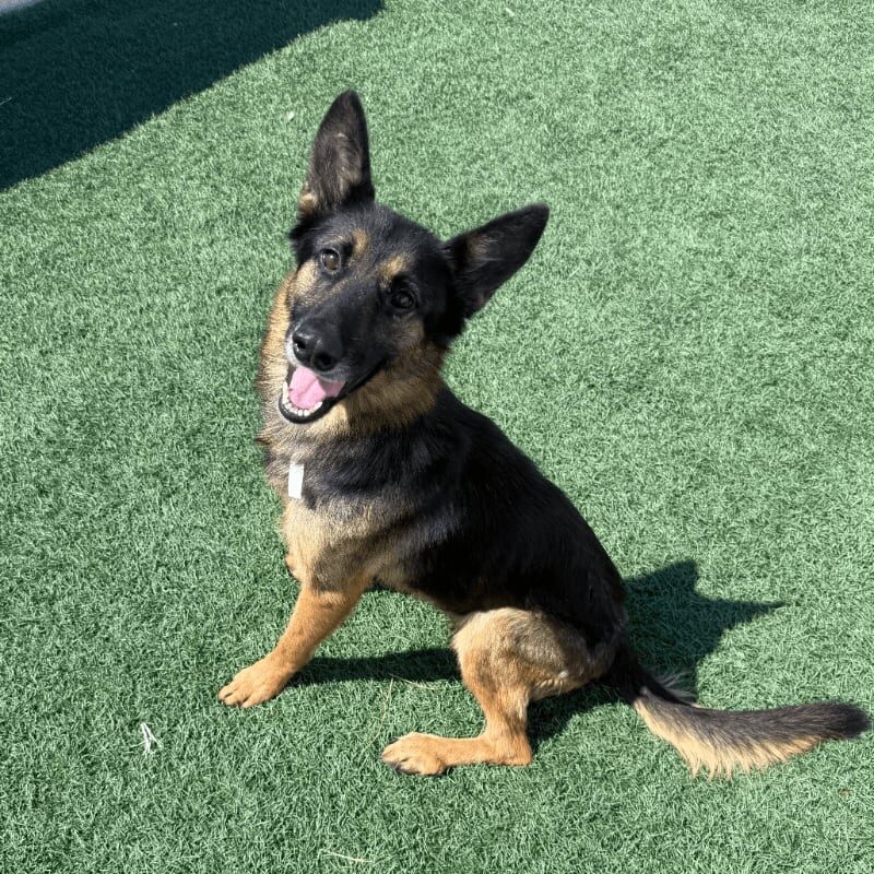 Nala