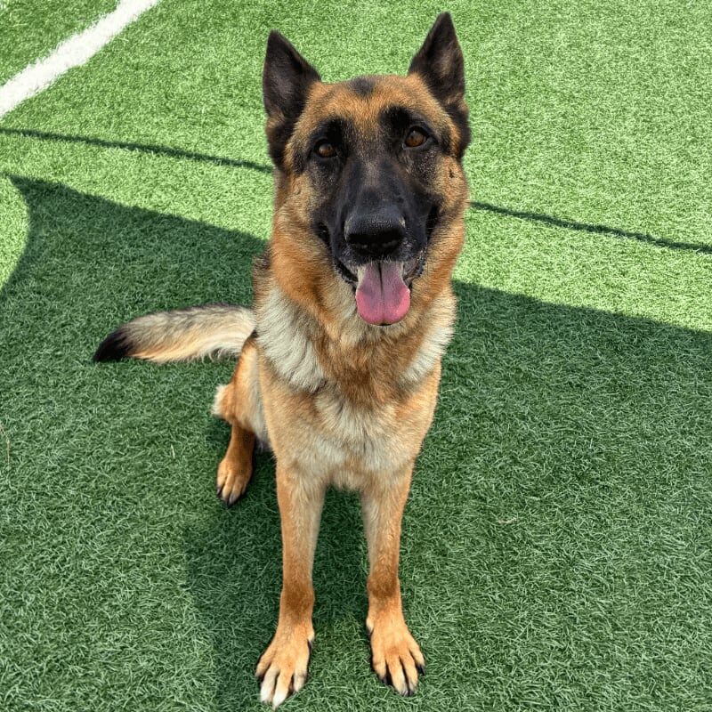 Stella
